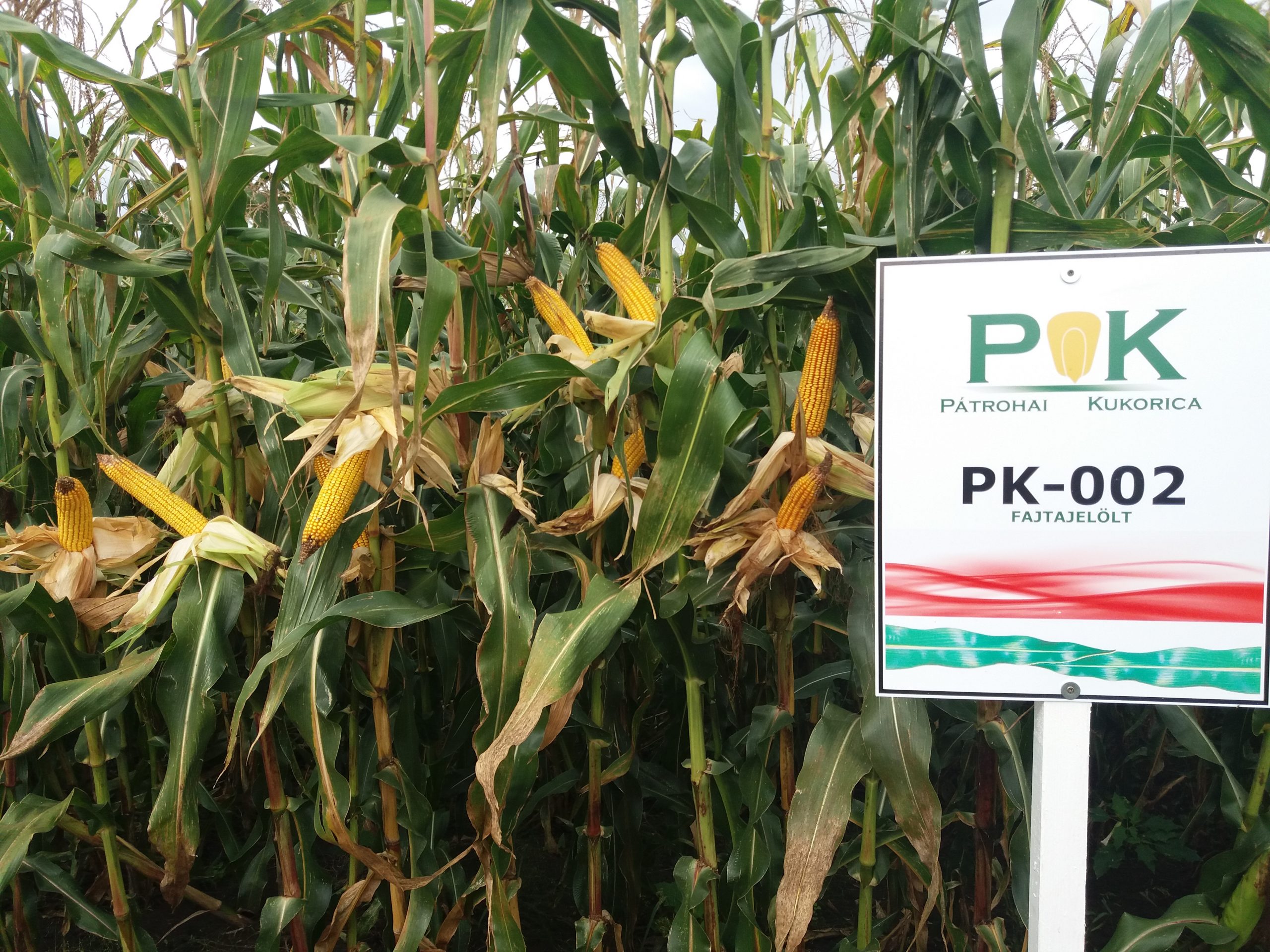 PK-002 Organikus Kukorica előrendelési AKCIÓ! – Rekordereknek! SZEMES/SILÓ HASZNOSÍTÁSRA